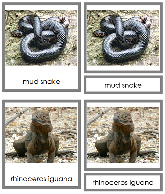 Reptile 3-Part Cards - Animal Kingdom Cards - Montessori Print Shop Digital Download