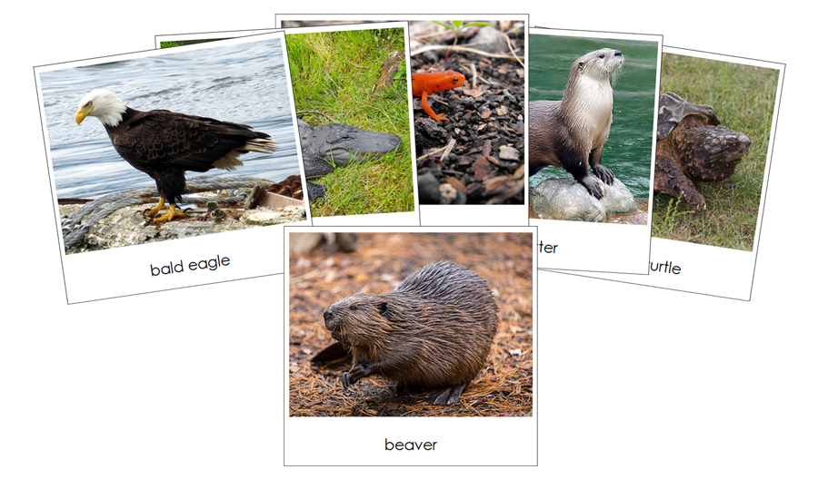 River - Safari Toob Cards - Montessori Print Shop Digital Download