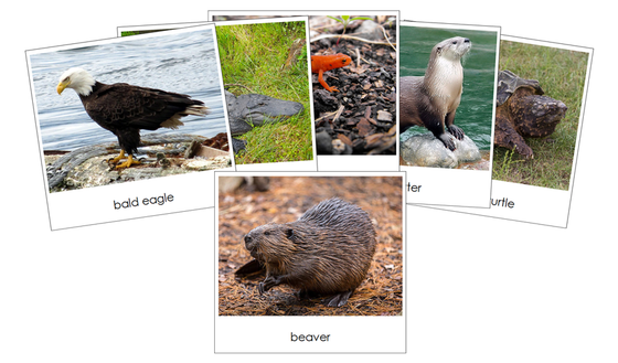 River - Safari Toob Cards - Montessori Print Shop Digital Download