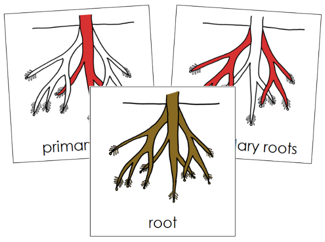Root Nomenclature Cards (red) - Montessori Print Shop Digital Download