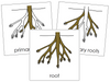 Root Nomenclature Cards - Montessori Print Shop