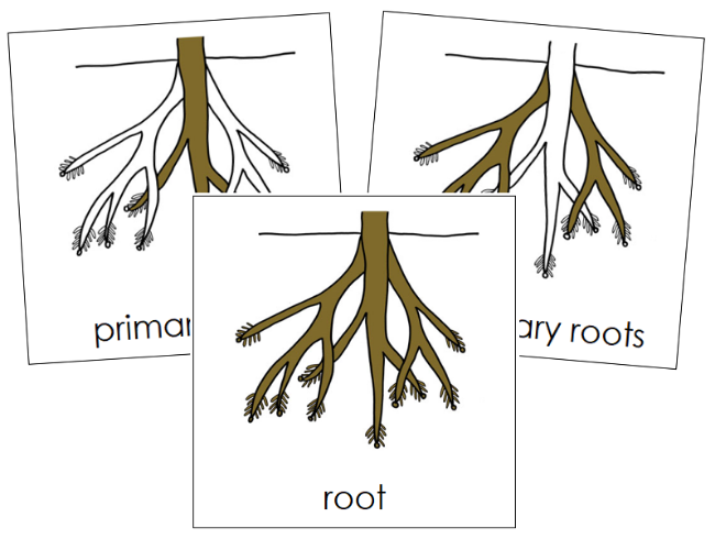 Parts of a Root 3-Part Nomenclature Cards - Montessori Print Shop Digital Download