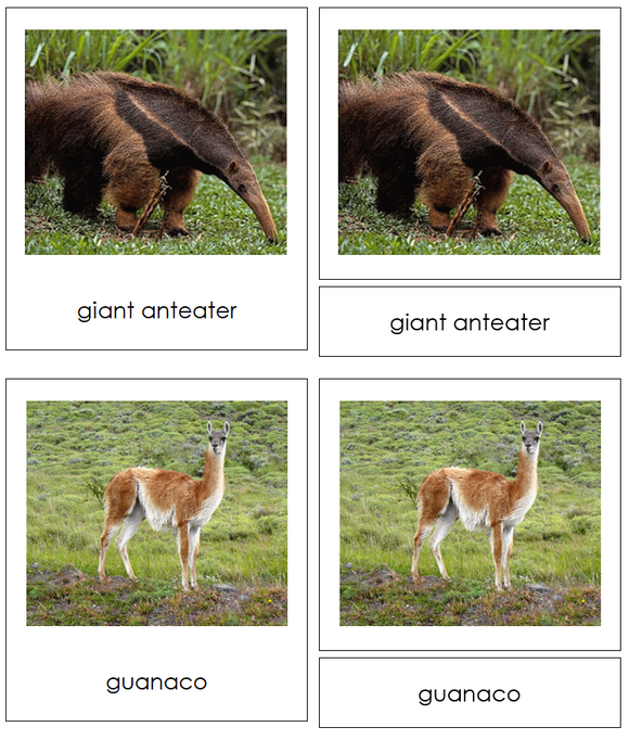Animals of South America 3-Part Cards - Montessori Print Shop Digital Download