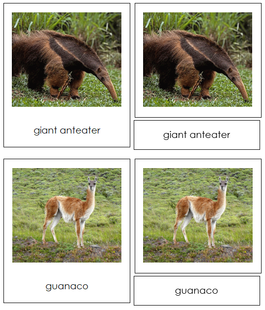 South American Animals - Montessori Print Shop Digital Download continent study
