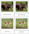 South American Animals - Montessori Print Shop continent study