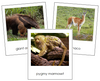 South American Animals - Montessori Continent Cards