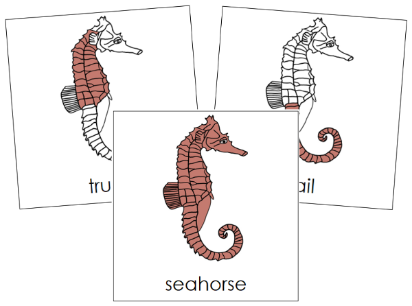 Parts of a Seahorse 3-Part Nomenclature Cards - Montessori Print Shop Digital Download
