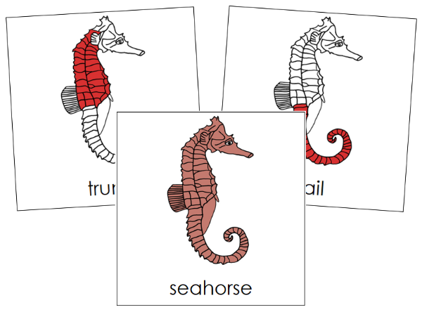 Parts of a Seahorse Nomenclature Cards (red) - Montessori Print Shop Digital Download