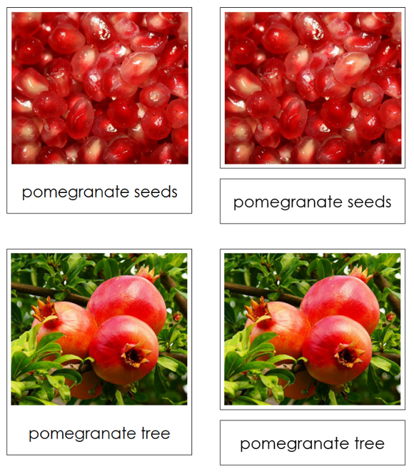 Seed & Plant Matching Cards - Montessori Print Shop Digital Download