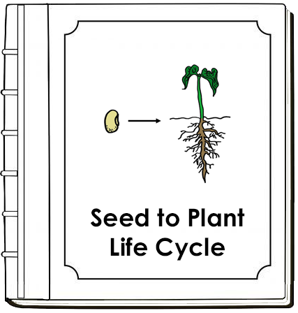 Seed to Plant  Life Cycle Nomenclature Book (red) - Montessori Print Shop Digital Download