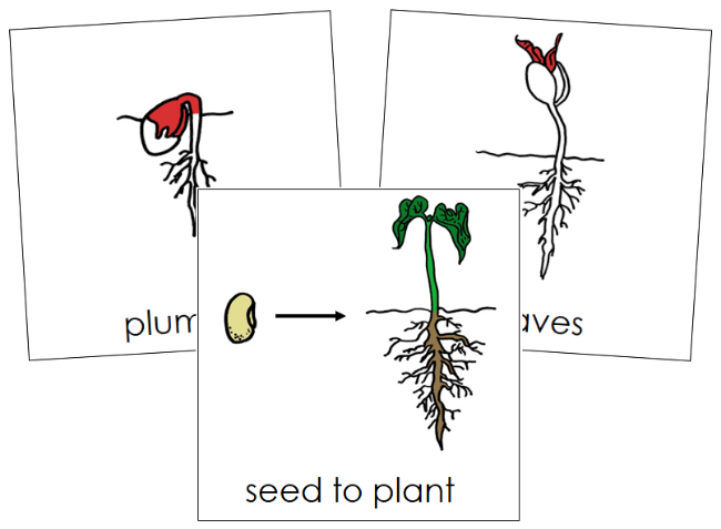 Seed to Plant Nomenclature Cards (red) - Montessori Print Shop Digital Download