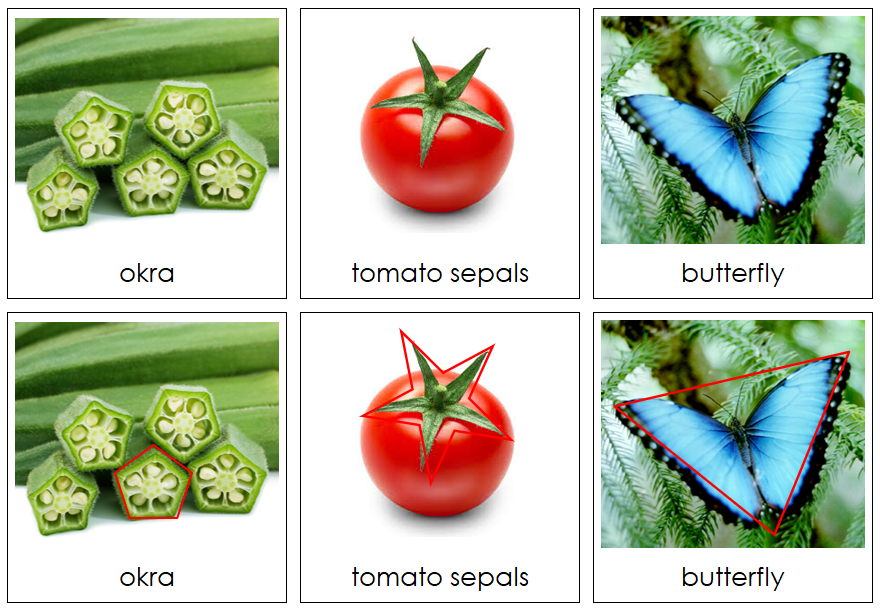 Shapes in Nature Sorting Cards - Montessori Print Shop Digital Download Geometry Cards