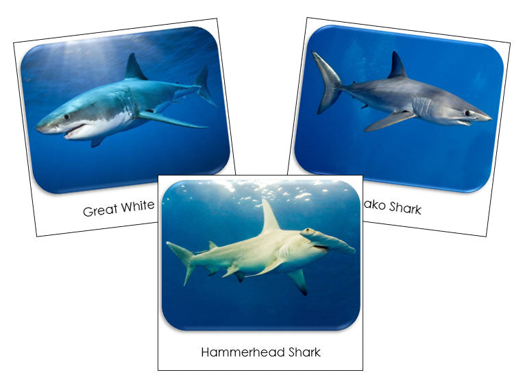 Sharks Safari Toob Cards - Montessori Print Shop