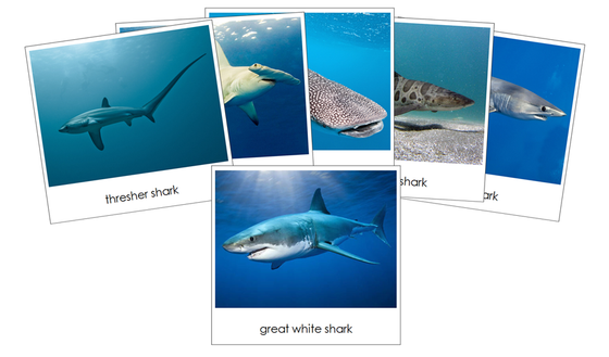 Sharks Safari Toob Cards - Montessori Print Shop Digital Download