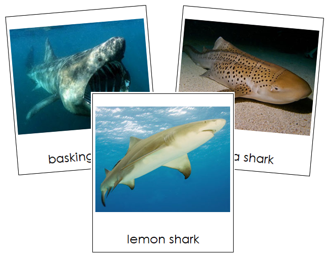 Sharks 3-Part Cards - Montessori Print Shop