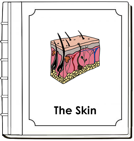 Skin Nomenclature Book (red) - Montessori Print Shop Digital Download