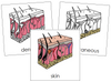 Skin Nomenclature Cards - Montessori Print Shop