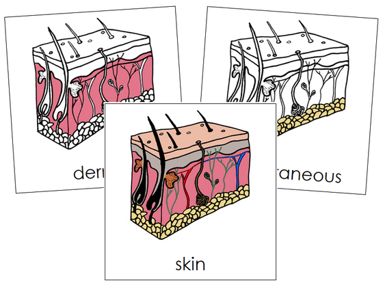 Skin Nomenclature Cards - Montessori Print Shop