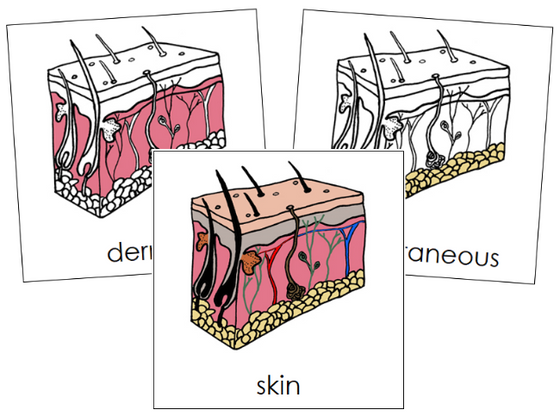 Parts of Human Skin 3-Part Nomenclature Cards - Montessori Print Shop Digital Download
