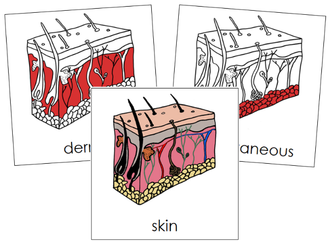 Parts of Human Skin 3-Part Nomenclature Cards (red) - Montessori Print Shop Digital Download