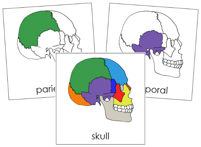 Parts of a Skull 3-Part Nomenclature Cards - Montessori Print Shop Digital Download