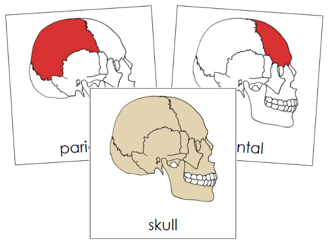 Parts of a Skull 3-Part Nomenclature Cards (red) - Montessori Print Shop Digital Download