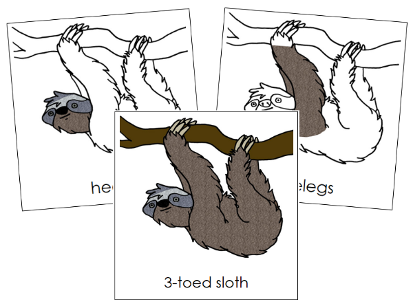 Parts of a Sloth 3-Part Nomenclature Cards - Montessori Print Shop Digital Download