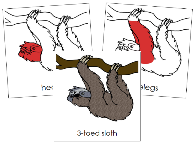 Parts of a 3-Toed Sloth Nomenclature Cards (red) - Montessori Print Shop Digital Download