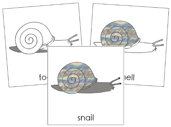 Parts of a Snail 3-Part Nomenclature Cards - Montessori Print Shop Digital Download