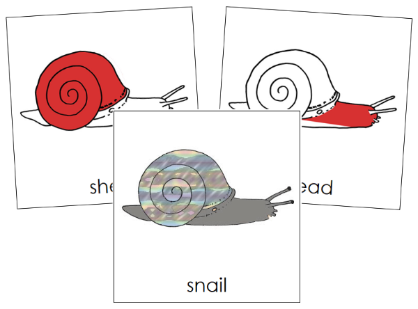 Parts of a Snail Nomenclature Cards (red) - Montessori Print Shop Digital Download