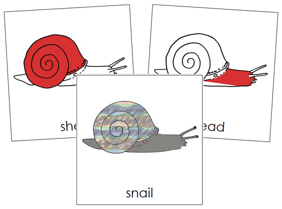 Snail Nomenclature Cards (red) - Montessori Print Shop