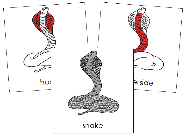 Parts of a Snake Nomenclature Cards (red) - Montessori Print Shop Digital Download