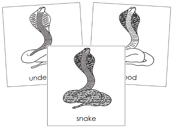 Parts of a Snake 3-Part Nomenclature Cards - Montessori Print Shop Digital Download