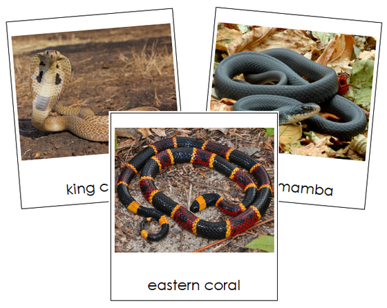 Snake Cards - Montessori Print Shop