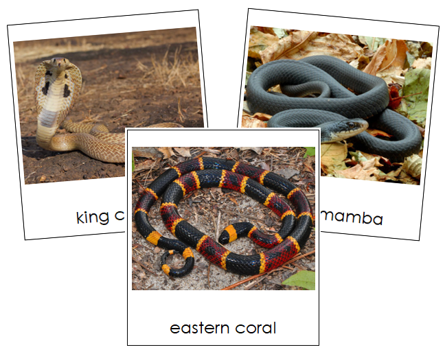 Snake Cards - Montessori Print Shop