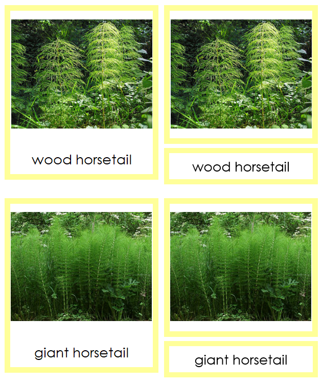8 types of Sphenophyta (Horsetails) - Montessori Print Shop Digital Download