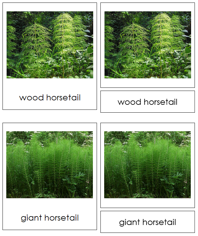 Sphenophyta Cards - Montessori Print Shop Digital Download
