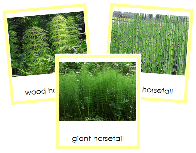 Division Sphenophyta Cards - Montessori Print Shop Digital Download