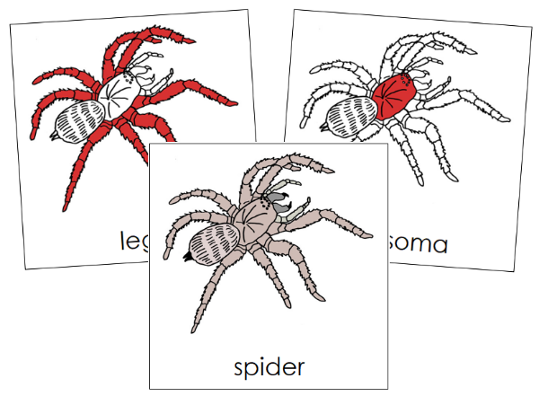 Parts of a Spider 3-Part Nomenclature Cards (red) - Montessori Print Shop Digital Download