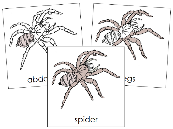 Parts of a Spider 3-Part Nomenclature Cards - Montessori Print Shop Digital Download
