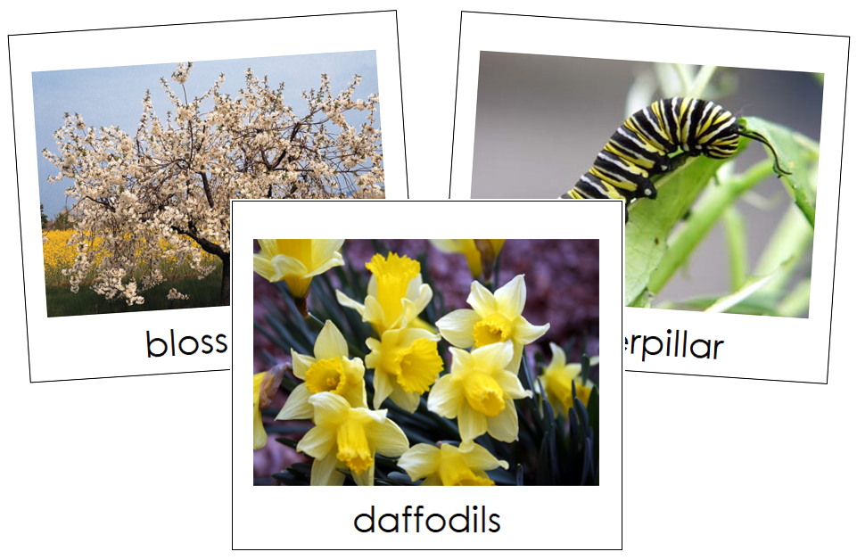 Spring Season Cards - Toddler Cards - Montessori Print Shop Digital Download