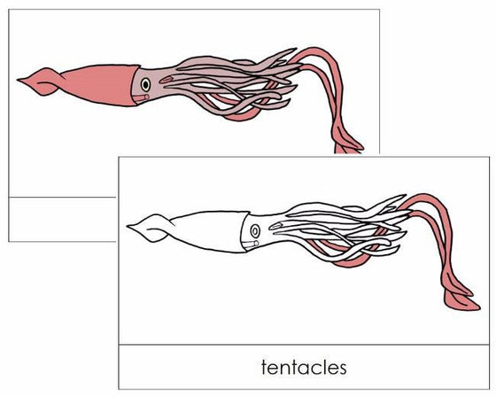 Squid Nomenclature Cards - Montessori