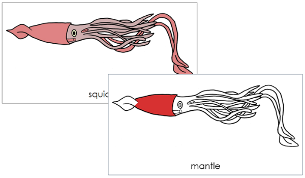 Parts of a Squid 3-Part Nomenclature Cards (red) - Montessori Print Shop Digital Download