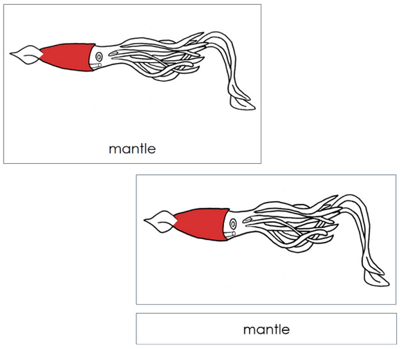 Parts of a Squid 3-Part Nomenclature Cards (red) - Montessori Print Shop Digital Download