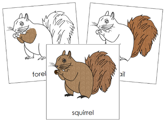 Parts of a Squirrel 3-Part Nomenclature Cards - Montessori Print Shop Digital Download