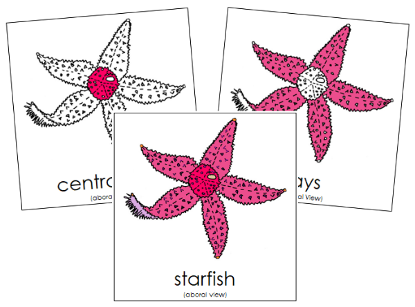 Parts of a Starfish 3-Part Nomenclature Cards - Montessori Print Shop Digital Download
