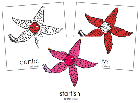 Starfish Nomenclature Cards (red) - Montessori Print Shop Digital Download