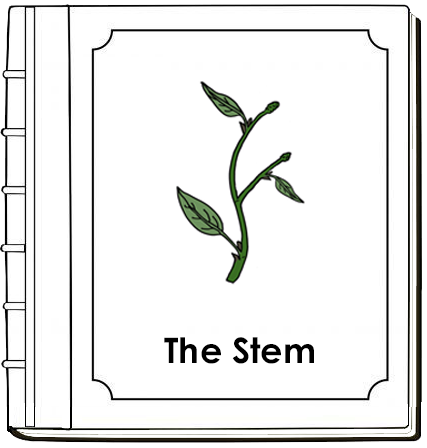 Parts of a Stem Nomenclature Book (red) - Montessori Print Shop Digital Download