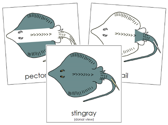 Parts of a Stingray 3-Part Nomenclature Cards - Montessori Print Shop Digital Download