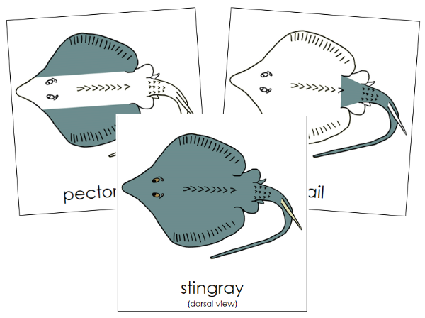 Parts of a Stingray 3-Part Nomenclature Cards - Montessori Print Shop Digital Download